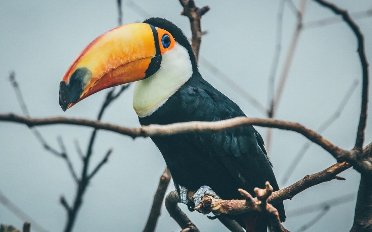 Paraguay y Venezuela