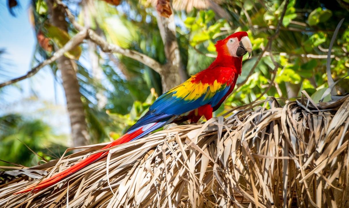 RMA Región Mesoaméricana