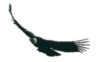 cóndor